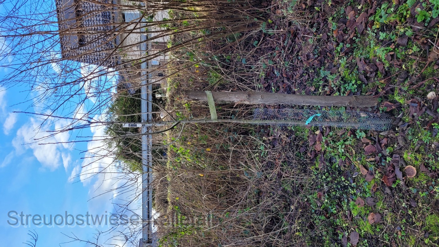 Königlicher Kurzstiel